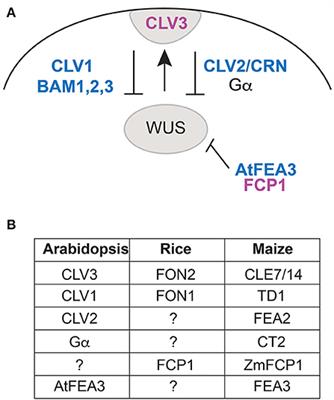 The CLV3 Homolog in Setaria viridis Selectively Controls Inflorescence Meristem Size